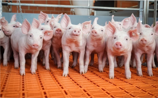dodatek paszowy świnie Aromabiotic